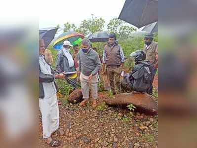 ನೆಡುತೋಪಿಗೆ ಯಂತ್ರ ಬಳಕೆ ಬೇಡ  ಸಸ್ಯ ಜೀವ ಸಂಕುಲಕ್ಕೆ ಅಪಾಯ