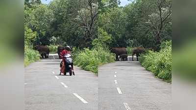 നെല്ലിയാമ്പതി റോഡിൽ കാട്ടാനക്കൂട്ടം; ജീവൻ പണയം വെച്ച് യാത്രക്കാർ, ആരോഗ്യപ്രവർത്തകർ രക്ഷപ്പെട്ടത് തലനാരിഴയ്ക്ക്