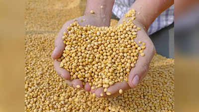 Agri commodities: वायदा बाजार में आज धनिया में तेजी, सोयाबीन में गिरावट