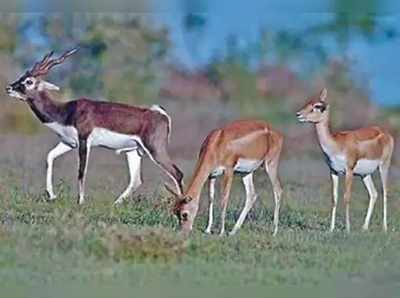 ಆಂಧ್ರ ಗಡಿಯ ರೈತರ ಪಾಲಿಗೆ ಕೃಷ್ಣ ಮೃಗವೆಂಬ ಕೆಟ್ಟ ಕನಸು..!