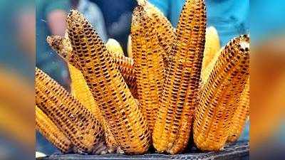 Corn Benefits : मॉनसून में जरूर करें कॉर्न का सेवन, सेहत को पहुंचाता है ये 5 फायदे
