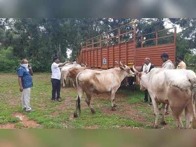 ಬೆಳಗಾವಿ: ಅಗತ್ಯ ದಾಖಲೆಗಳಿಲ್ಲದೆ  ಟ್ರಕ್‌ನಲ್ಲಿ ಸಾಗಿಸುತ್ತಿದ್ದ ಗೋವುಗಳ ರಕ್ಷಣೆ