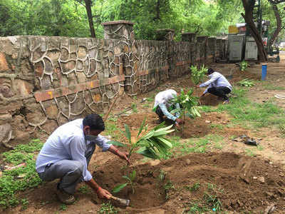 NDMC लगा रहा गिलोय, एलोवेरा, नीम और तुलसी के पौधे