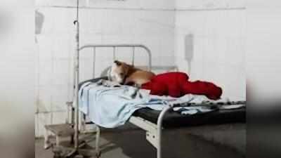 मुंबई में कुत्ते के बच्चे संग हैवानियत, गला दबाकर मारने की कोशिश