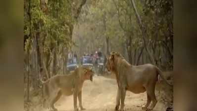 ಸಿಂಹ, ಸಿಂಹಿಣಿಯ ಘನಘೋರ ಕದನ : ಗರ್ಜನೆ ಸೀಳಿತ್ತು ಕಾಡಿನ ಮೌನ...!