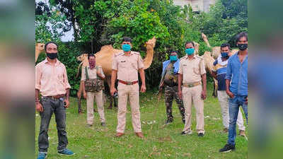 झारखंड: पुलिस ने बरामद किए 16 ऊंट, पशु क्रूरता अधिनियम के तहत मामला दर्ज