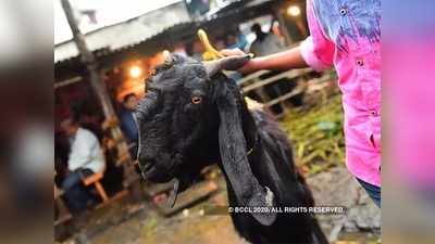 Haritha Haram: మొక్కలను తిన్న మేకలను బంధించిన అధికారులు.. రూ.45 వేలు జరిమానా! 