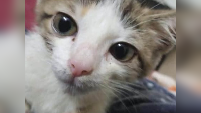 पाकिस्‍तान के लाहौर में पालतू ब‍िल्‍ली से एक हफ्ते तक गैंगरेप, मौत