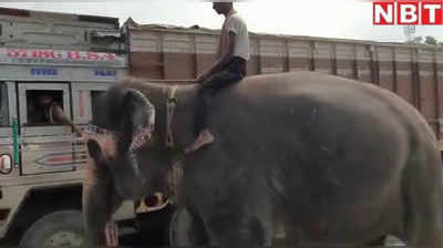 बिहार के लॉकडाउन में हाथी जमींदार और हाथी ही कलेक्टर...यकीन न आए तो देखिए ये वीडियो