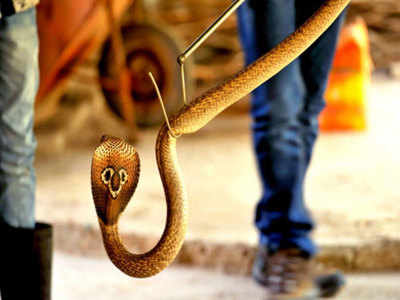 Mirzapur News: युवक की जींस पैंट में घुसा कोबरा, 7 घंटे तक खंभा पकड़कर खड़ा रहा, तब बची जान