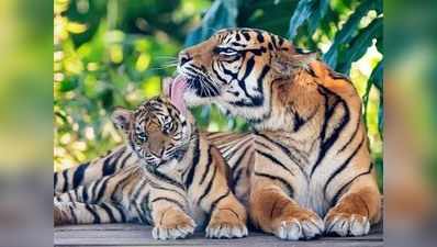 International Tiger Day: दुनिया के 70 फीसदी बाघ भारत में, जिम कार्बेट सबसे टॉप पर