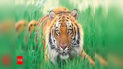 International Tiger Day 2022: കടുവകളെ അവരുടെ മടയിൽ പോയി കാണാം