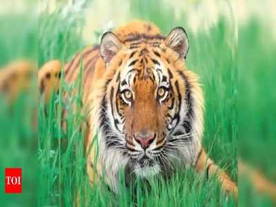 International Tiger Day 2022: കടുവകളെ അവരുടെ മടയിൽ പോയി കാണാം
