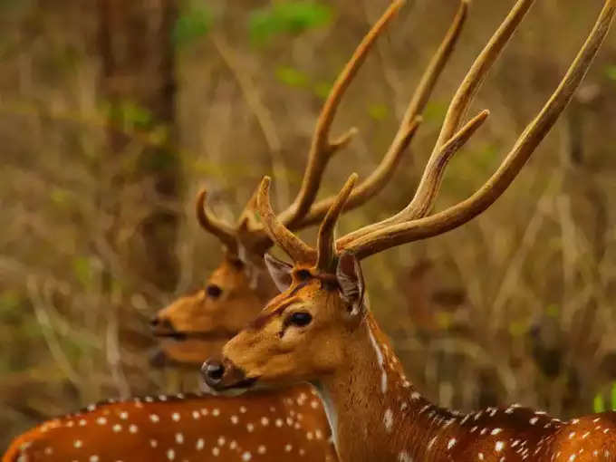 നാഗര്‍ഹോള്‍ ദേശീയോദ്യാനം, കര്‍ണാടക