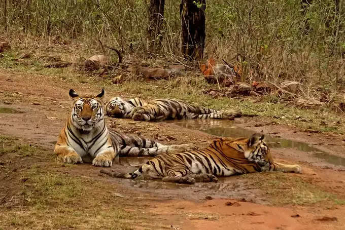 കന്‍ഹ ദേശീയോദ്യാനം, മധ്യപ്രദേശ്