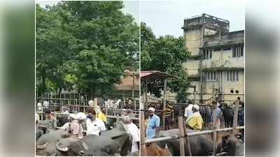 സാമൂഹിക അകലം പാലിക്കാതെ പെരുമ്പാവൂരിൽ കന്നുകാലി ചന്ത