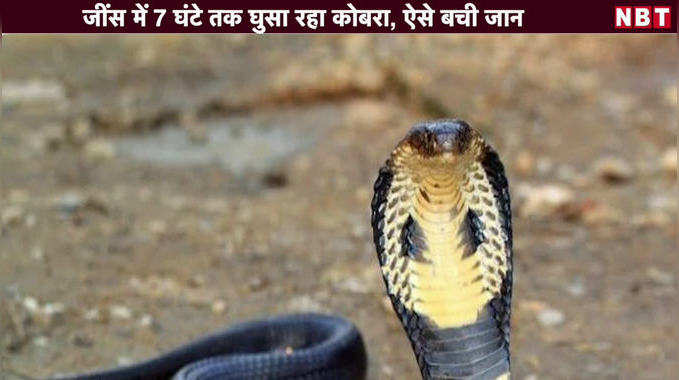 जींस में 7 घंटे तक घुसा रहा कोबरा, ऐसे बची जान