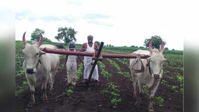 mahadev jankar : माजी मंत्री जानकर राबताहेत शेतात; तण काढताहेत, औत चालवताहेत