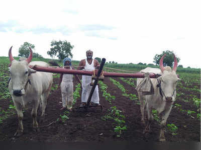 mahadev jankar : माजी मंत्री जानकर राबताहेत शेतात; तण काढताहेत, औत चालवताहेत