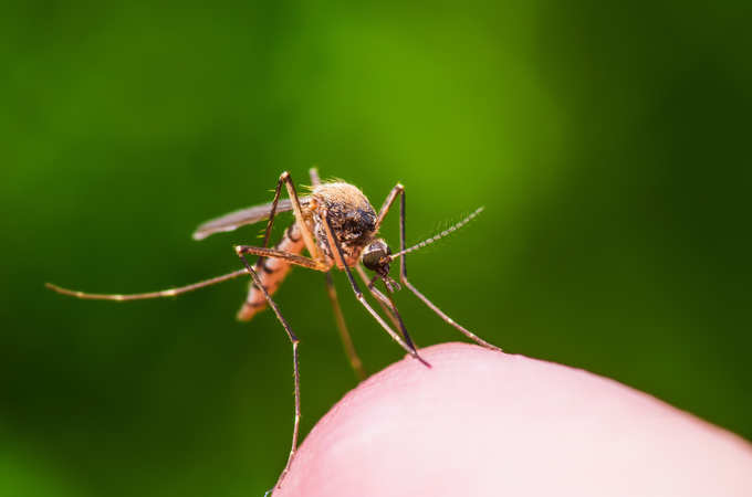 ​ಸೊಳ್ಳೆ ನಿರೋಧಕ