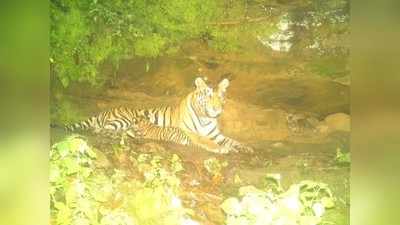International Tiger Day पर आई खुशखबरी, ‘आदमखोर’ बाघिन ने दिया दो बाघ शावकों को जन्म