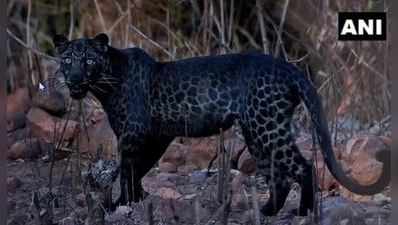 Black Leopard: પુણેના ફોટોગ્રાફરે જણાવ્યું કે કઈ રીતે 2 કલાકની મહેનત પછી ફોટો મળ્યો