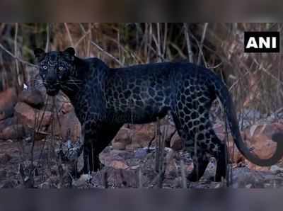 Black Leopard: પુણેના ફોટોગ્રાફરે જણાવ્યું કે કઈ રીતે 2 કલાકની મહેનત પછી ફોટો મળ્યો 