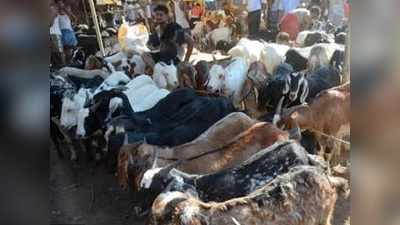 महाराष्ट्र: गाइडलाइन पर तकरार- बकरीद पर कुर्बानी से रोका तो करेंगे प्रदर्शन