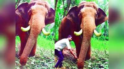 ചെര്‍പ്പുളശേരി അയ്യപ്പന്‍ മലപ്പുറത്ത് സുഖ ചികിത്സയിൽ; ഗജവീരന് വിരുന്നൊരുക്കി ഷൗക്കത്തും കുടുംബവും