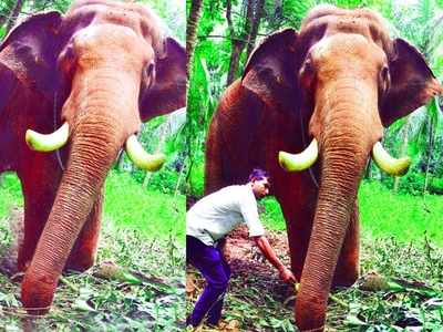 ചെര്‍പ്പുളശേരി അയ്യപ്പന്‍ മലപ്പുറത്ത് സുഖ ചികിത്സയിൽ; ഗജവീരന് വിരുന്നൊരുക്കി ഷൗക്കത്തും കുടുംബവും