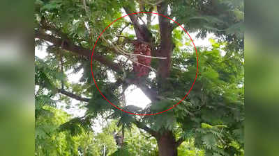 Jalgaon: पोलीस अधीक्षक कार्यालयासमोरच झाडावर चढली महिला, आत्महत्येचा प्रयत्न