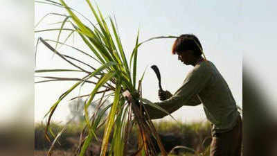 Lucknow News: कम पानी वाले क्षेत्रों में भुंगरू प्रणाली से होगी गन्ने की खेती