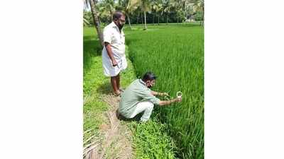 വിളവ് പകുതിയോളം കുറയുമെന്ന് ആശങ്ക; വയലില്‍ ഇലപ്പേനും മണ്ഡരിബാധയും