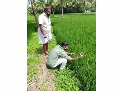 വിളവ് പകുതിയോളം കുറയുമെന്ന് ആശങ്ക; വയലില്‍ ഇലപ്പേനും മണ്ഡരിബാധയും