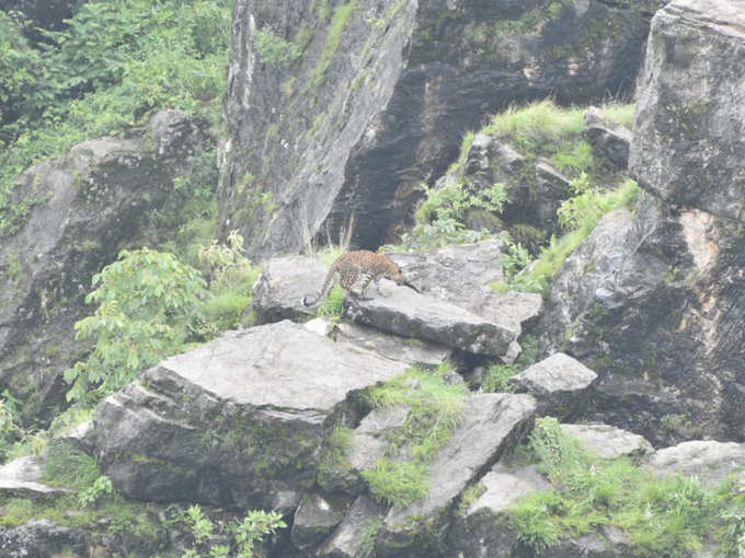 लोगों ने की पिंजरा लगाने की मांग