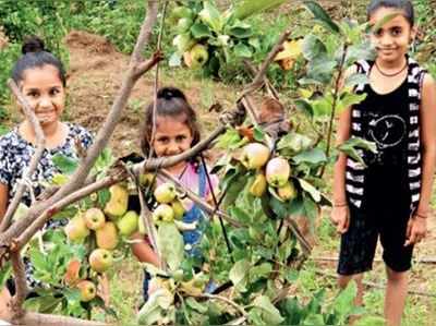 પાંચ વર્ષના પરિશ્રમનું મીઠું ફળઃ કચ્છની જમીનમાં ખેડૂતે ઉગાડ્યા સફરજન