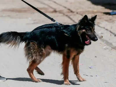 अमेरिका: Coronavirus इन्फेक्शन का पहला शिकार बने जर्मन शेपर्ड कुत्ते बडी की मौत