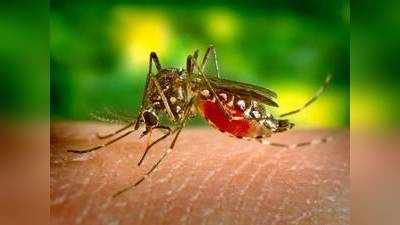 How To Be Safe From Mosquitoes : डेंगू, चिकनगुनिया और मलेरिया से बचना है तो आज ही खरीदें Liquid Vaporizer Refill