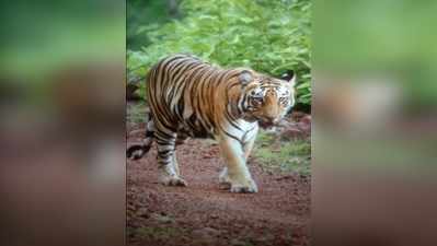 ಹುಲಿ ಸಾಂದ್ರತೆಯಲ್ಲಿ ನಾಗರಹೊಳೆ ಫಸ್ಟ್‌!