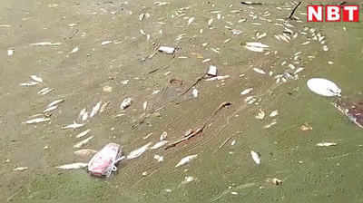 Arrah News: तालाब में मरी मिली हजारों मछलियां, जानिए क्या है वजह