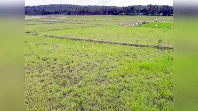 നെല്ലറയായ ചേകാടിയിലെ പാടത്ത് വെള്ളമില്ല; കൃഷിയിറക്കാനാവാതെ കര്‍ഷകര്‍ പ്രതിസന്ധിയില്‍