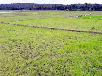 നെല്ലറയായ ചേകാടിയിലെ പാടത്ത് വെള്ളമില്ല; കൃഷിയിറക്കാനാവാതെ കര്‍ഷകര്‍ പ്രതിസന്ധിയില്‍