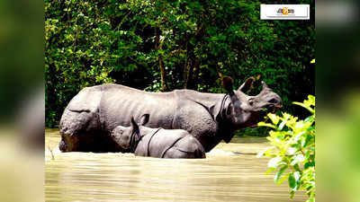 কাজিরাঙায় উদ্ধার ৩ দিনের একাকী গণ্ডার শাবক, চলছে মায়ের খোঁজ