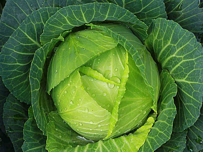 green-cabbage-for-health