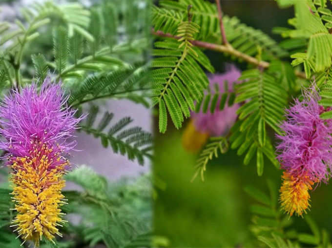 ​ದಕ್ಷಿಣ -ಪಶ್ಚಿಮ ದಿಕ್ಕಿನಲ್ಲಿ ಈ ಗಿಡ ನೆಡಬೇಕು