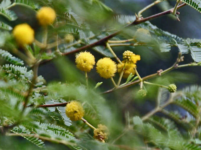 ​ಬನ್ನಿ ಮರ