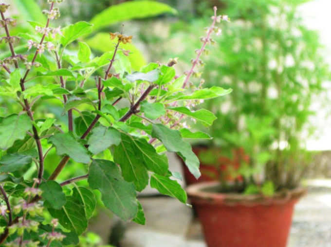 ​ದಕ್ಷಿಣ ದಿಕ್ಕು ತುಳಸಿಗೆ ಅಶುಭ