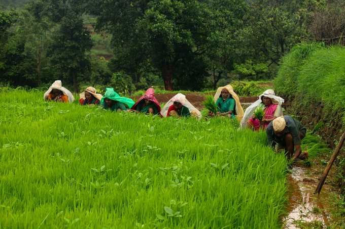 रोप लावणीचे काम सुरू