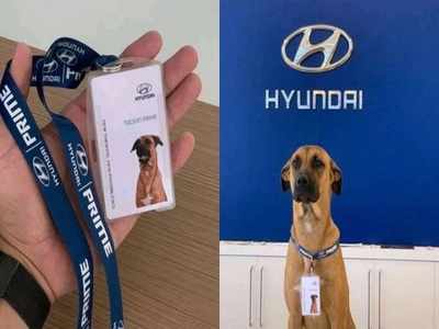 সে পাহারাদার, পরিচয়পত্র-সহ পথকুকুর চাকরি পেল Hyundai শোরুমে!