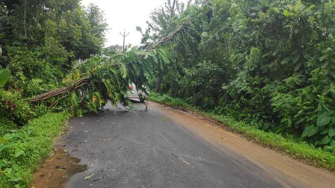 കൽപ്പറ്റ - മുണ്ടേരി- മണിയങ്കോട് റോഡിൽ മരം വീണ് ഗതാഗതം തടസപ്പെട്ടപ്പോൾ